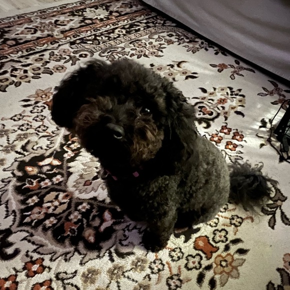 Meet your Posher, Reagan - Picture 1 of 1